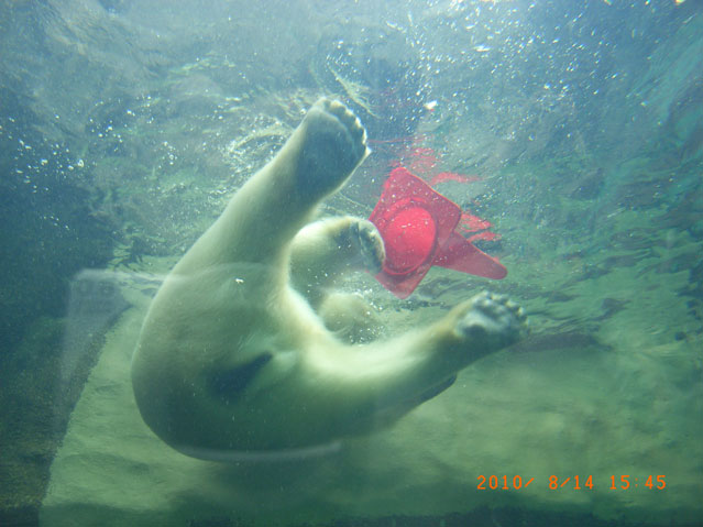 シロクマ8日本平動物園ロッシー2010｜ホッキョクグマと三角コーン
